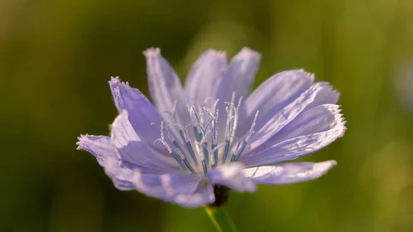 Jasny Jednocześnie Delikatny Kwiat Cykorii — Zdjęcie stockowe