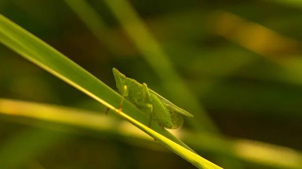 Heuschrecke Saftigen Gras Auf Der Wiese — Stockfoto