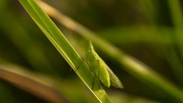 Sprinkhaan Tussen Weelderig Gras Weide — Stockfoto