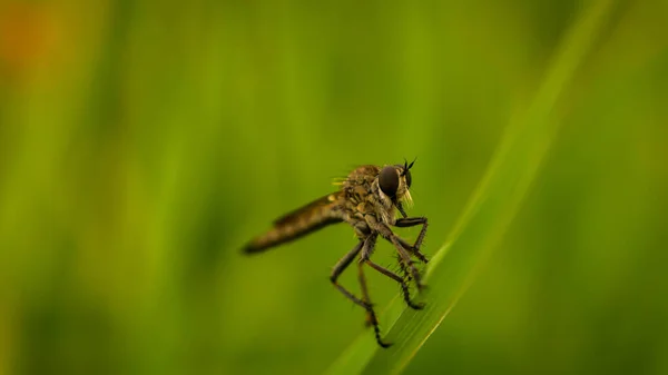 Inseto Predatório Sentado Grama — Fotografia de Stock