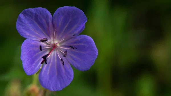 İnanılmaz güzel küçük mavi çiçek.