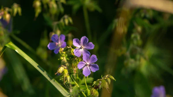 Incrivelmente Belas Pequenas Flores Azuis — Fotografia de Stock