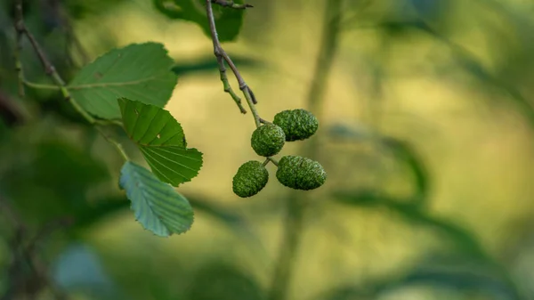 Små Frukter Ett Träd Det Vilda — Stockfoto