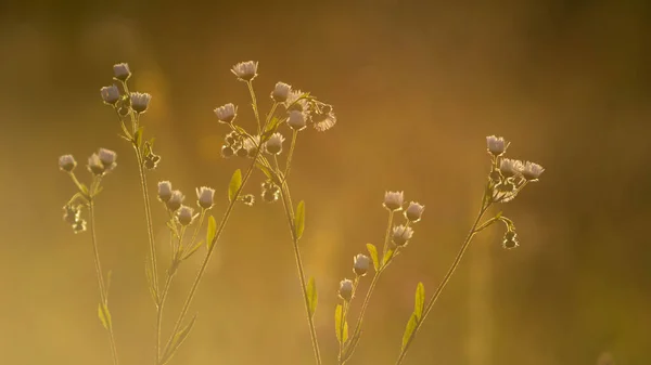 İnanılmaz güzel küçük papatya çayı, yaz.