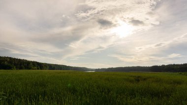 Sulu otlardan oluşan yeşil çayır manzarası