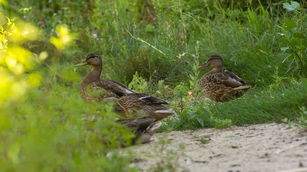 Yerel ördekler gölde dinleniyor.