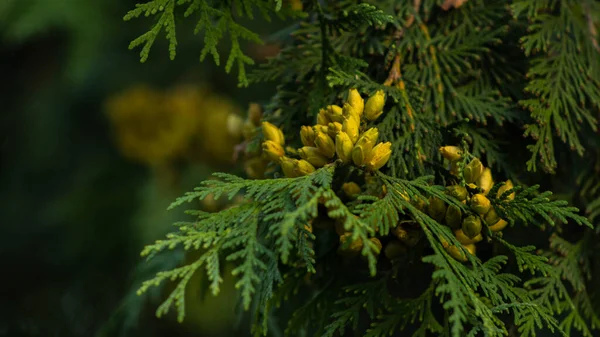 Árbol Siempreverde Con Pequeños Conos Amarillos —  Fotos de Stock