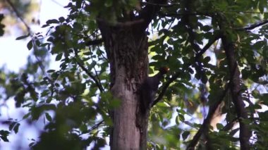 İnanılmaz güzel asil kuş yılların musibetlerini temizliyor.