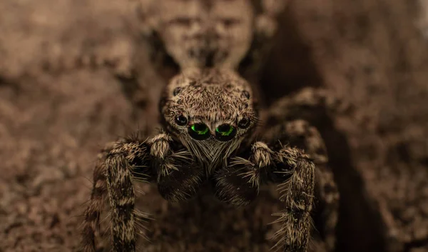 Павук з великими зеленими очима на пеньку, літній день — стокове фото