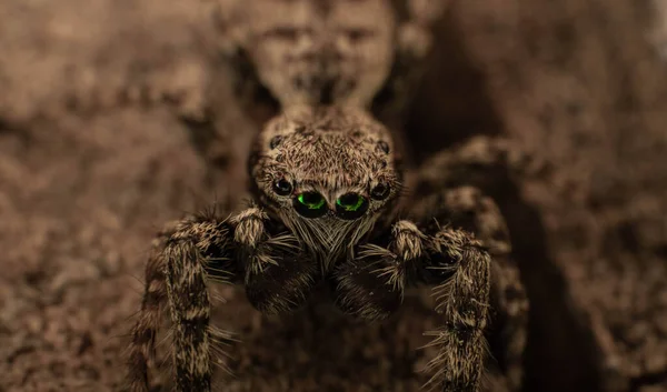 Aranha com grandes olhos verdes em um toco de árvore, dia de verão — Fotografia de Stock