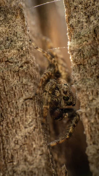Aranha com grandes olhos verdes em um toco de árvore, dia de verão — Fotografia de Stock