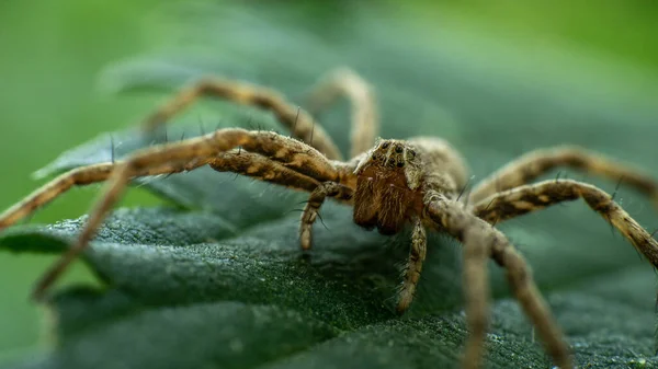 Einzigartige Spinne auf einem grünen Blatt, Sommertag — Stockfoto