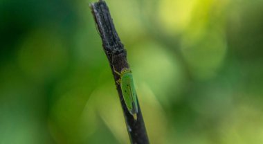 inanılmaz renkli küçük bir böcek bir dalda