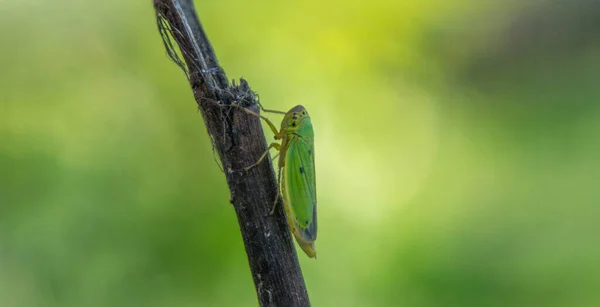 Unglaublich buntes kleines Insekt auf einem Ast — Stockfoto
