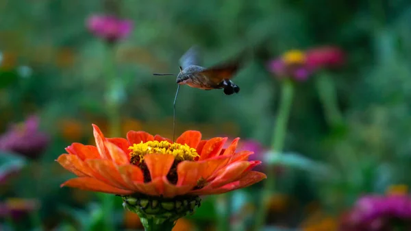 Červená květina, nad kterou motýl sbírá nektar — Stock fotografie