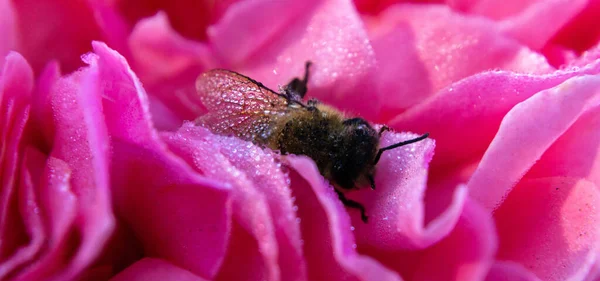 Včela v kapkách rosy na jemné růžové růži — Stock fotografie