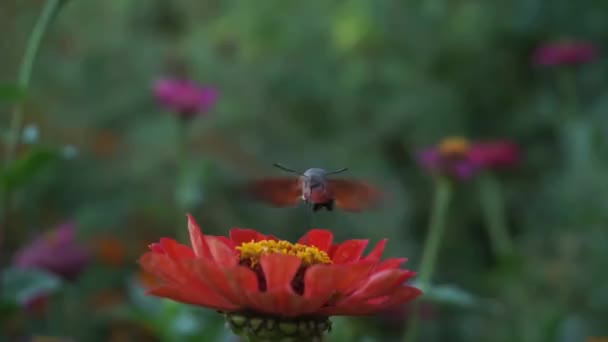 Lindo Vendedor Mariposas Recoge Néctar — Vídeos de Stock