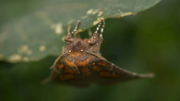 Bruine aardespin jaagt op insecten, op zoek uit de schuilplaats — Stockfoto