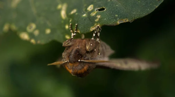 Bruine aardespin jaagt op insecten, op zoek uit de schuilplaats — Stockfoto