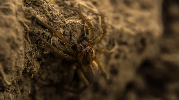 Braune Erdspinne jagt Insekten und schaut aus dem Versteck — Stockfoto