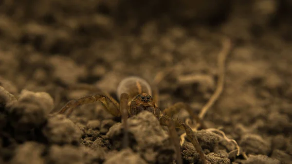 Araignée de terre brune chasse les insectes, regardant hors de se cacher — Photo