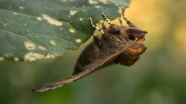 Braune Erdspinne jagt Insekten und schaut aus dem Versteck — Stockfoto