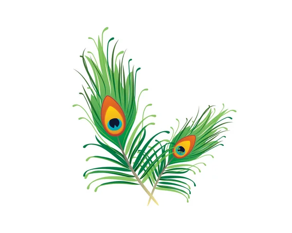 Szczegółowy Elegant Pair Peacock Feather Illustration Vector — Wektor stockowy