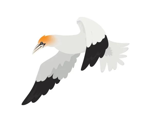 Detailed Flying Gannet Bird Illustration Vector — Stock Vector