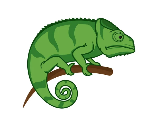 Bukalemun, Branch Illustration Vektörünün üzerine tünedi