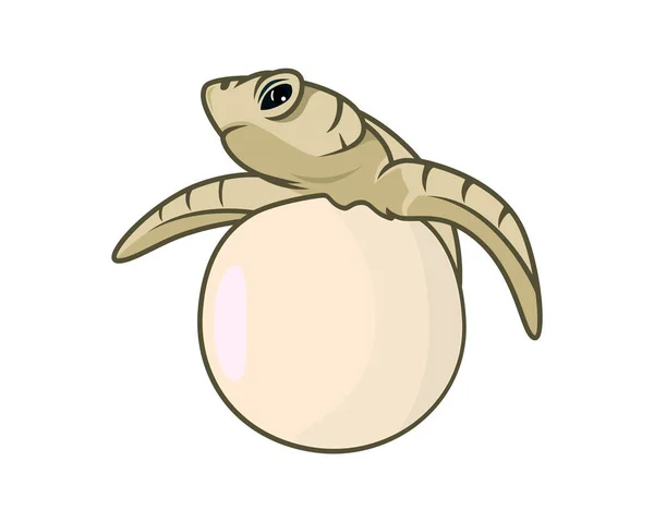 Ребенок Морской Черепахи Родился Вышел Яйцеклетки — стоковый вектор