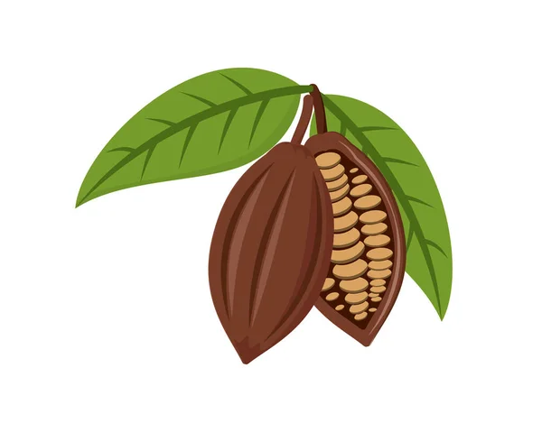 Cacao Detallado Con Hojas Vector Ilustración — Archivo Imágenes Vectoriales