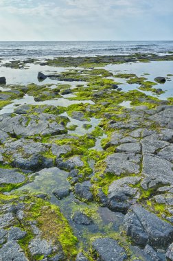 Rocky beack Big Island Hawaii bir okyanus manzara görünümünü portre