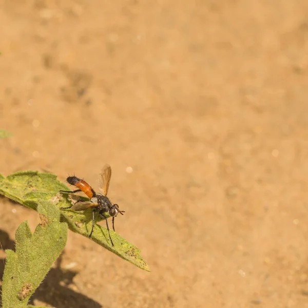 Macro Una Mosca Parassita Seduta Una Foglia — Foto Stock