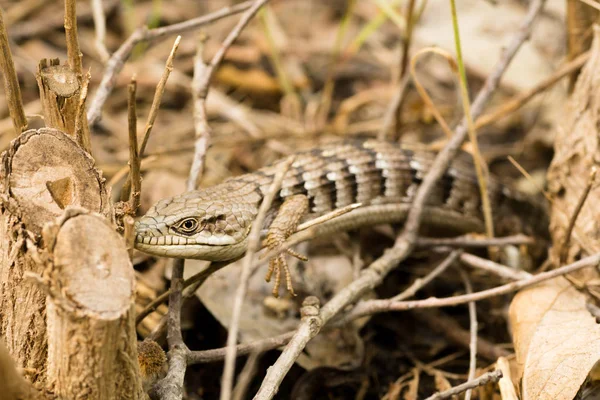 Close Lagarto Jacaré Sul Descansando Folhagem — Fotografia de Stock