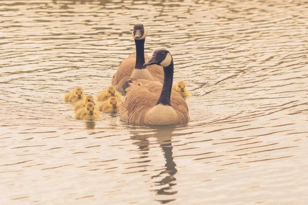 Family Canada Geese Including Six Goslings Swimming — Stock Photo, Image