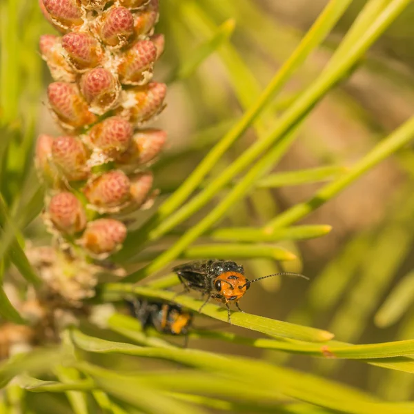Çam iğne üzerinde oturan kırmızı kafa ile ortak bir sawfly makro.