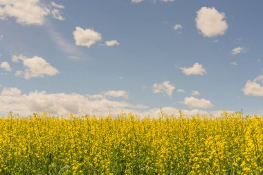 Manzara mavi gökyüzü ve bulutlar ile kanola alanının.