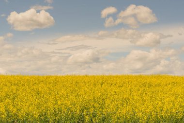 Manzara mavi bulutlu gökyüzü ile kanola alanının.