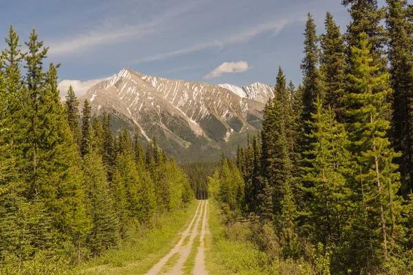 Landscape Forested Dirt Road Leading Mount Engadine — Stock Photo, Image