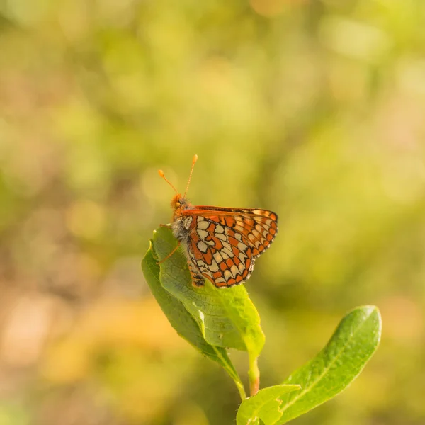 Macro Anicia Checkerspot Butterfly Resting Leaf — Stock Photo, Image