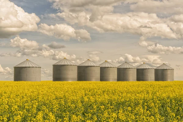 Paysage Silos Grains Dans Champ Fleuri Canola Avec Ciel Nuageux — Photo