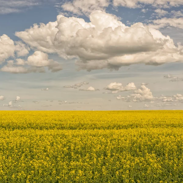 Пейзаж Поля Канолы Голубым Облачным Небом — стоковое фото