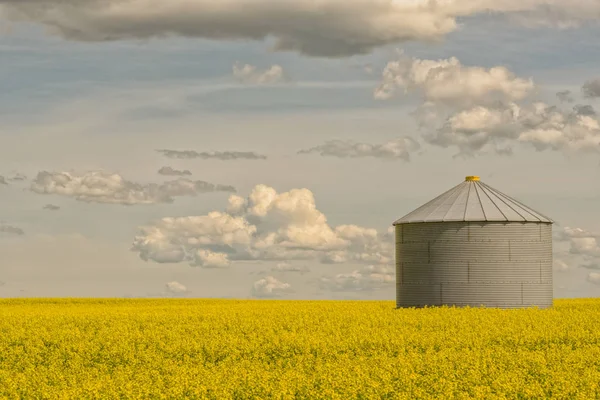 Paysage Silo Grain Métallique Unique Canola Fleuri Dans Ciel Nuageux — Photo