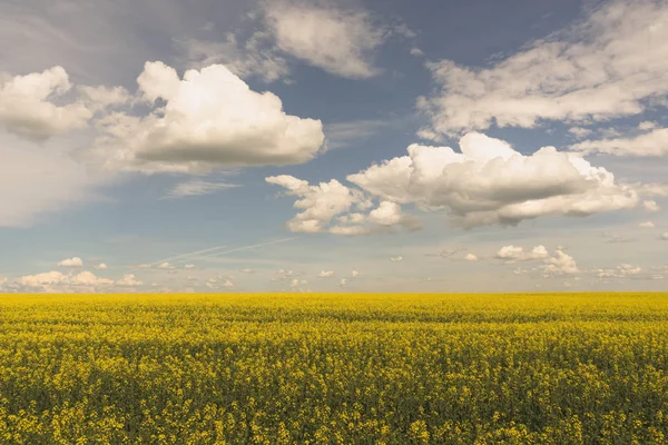 Paysage Grand Angle Champ Canola Fleurs Avec Ciel Nuageux Bleu — Photo