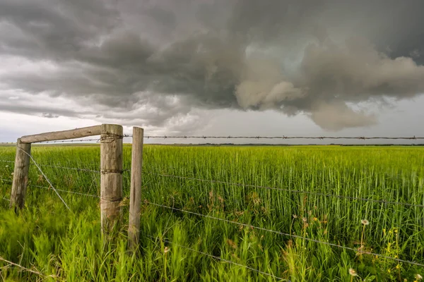 绿色麦田的暴风雨景观与栅栏 — 图库照片