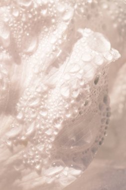 Kremsi beyaz Petal yağmur.