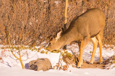 Kışın televizyonun katır geyiği
