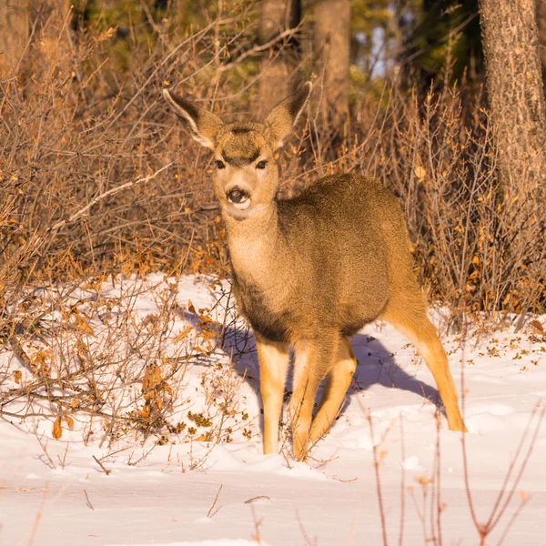 Alert Mule Deer in inverno — Foto Stock