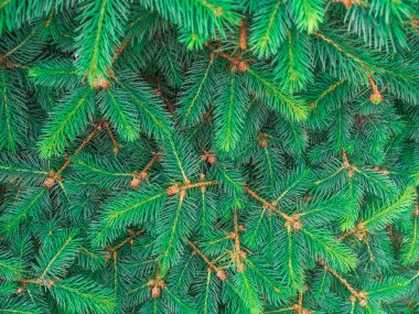 Ebedi yeşil ladin güzel dalı. Çam ağacı arka planı. Noel ağacı