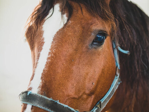 крупным планом портрет красивой коричневой лошади лицо с белым пятном и голубой невесты
